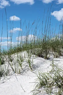 Sea Oat Prints: Sea oats on the dunes, New Smyrna Beach, Florida