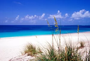 Images Dated 21st April 2005: Sea oats, pink sand beach, Eleuthera Island, Bahamas