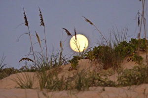 Images Dated 5th August 2009: Sea Oats (Uniola paniculata) growing on sand dunes, Gulf of Mexico, South Padre Island