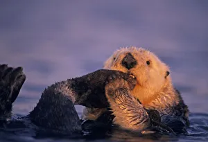 Cleaning Prints: Sea Otter, Enhydra lutris