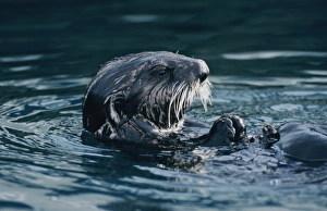 Teeth Prints: Sea Otter, Enhydra lutris, adult eating Shells, Seward, Alaska, USA, March