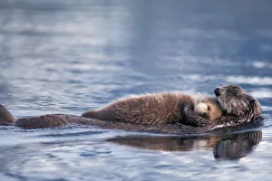Images Dated 7th November 2011: sea otter, Enhydra lutris lutris, mother with pup in Saw Mill Bay, Prince William Sound