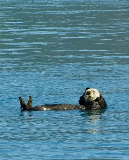 Aialik Bay Prints: Sea otter floating along in the cold waters of Aialik Bay Kenai Fjords National Park Alaska