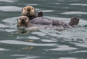 Mammals Prints: Sea otter and pup, Icy Strait, Alaska, USA