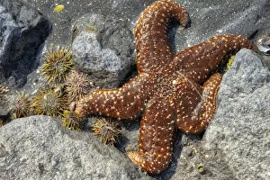 Tidal Prints: Sea Star, tidal pool, Juneau, Alaska, USA