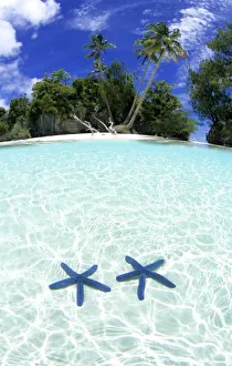 Sea stars, Rock Islands, Palau
