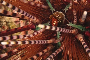 Images Dated 1st June 2007: sea urchin, Scuba Diving at Tukang Besi / Wakatobi Archipelago Marine Preserve, South Sulawesi