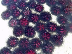 Images Dated 25th June 2005: Sea urchins on sandy ocean floor. Sarodrano, Madagascar