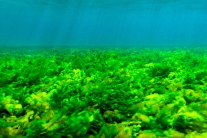 Snorkeling Prints: Seabottom covered with Green Algae, St. Vincent and the Grenadines