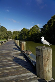 Boardwalk Prints: Seagull on boardwalk by Mahurangi River, Warkworth, Auckland Region, North Island