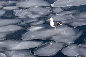 Seagull on Pancake Ice alon g Shiretoko Peninsula winter norther Hokkaido Island, Japan