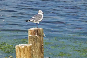 Images Dated 16th February 2018: Seagull on a piling, Florida, USA