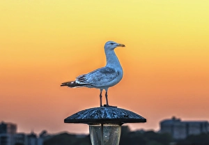 Images Dated 27th August 2024: Seagull at sunset, Plymouth Hoe, Plymouth, Devon, England