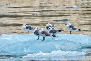 Floating Prints: Seagulls on glacial ice, LeConte Bay, Alaska