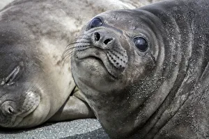 South Georgia Prints: Seal pups on the beach of Gold Harbor, South Georgia Islands