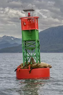 Seals resting on buoy. Juneau. Alaska