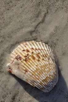 Prints of Seashell, Honeymoon Island State Park, Dunedin, Florida, USA Images Dated 2017 December: Seashell, Honeymoon Island State Park, Dunedin, Florida, USA