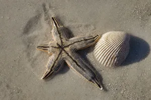 Prints of Seashell and starfish, Honeymoon Island State Park, Dunedin, Florida, USA Images Dated 2017 December: Seashell and starfish, Honeymoon Island State Park, Dunedin, Florida, USA