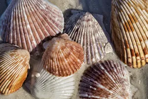Prints of Seashells, Honeymoon Island State Park, Dunedin, Florida, USA Images Dated 2017 December: Seashells, Honeymoon Island State Park, Dunedin, Florida, USA