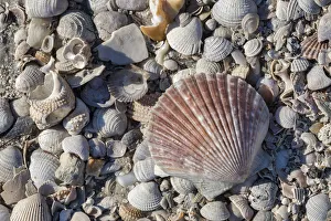 Honeymoon Island Prints: Seashells, Honeymoon Island State Park, Dunedin, Florida, USA