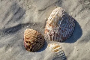 Prints of Seashells, Honeymoon Island State Park, Dunedin, Florida, USA Images Dated 2017 December: Seashells, Honeymoon Island State Park, Dunedin, Florida, USA
