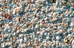Images Dated 20th December 2005: Seashells on Sanibel Island, Florida. shells, seashells, sanibel island, florida, u