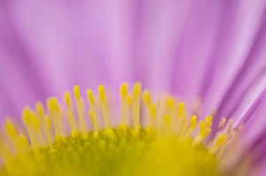 Gentle Prints: Seaside aster, Los Angeles, California