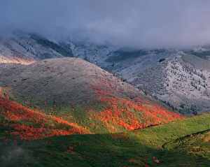 Images Dated 31st August 2007: Three seasons of foliage, red maples and fall snowstorm near Midway, Utah