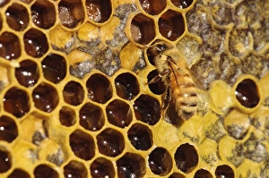 Beehive Prints: Seattle. Closeup of bee and comb, with honey