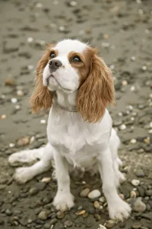Seattle Prints: Seattle, Washington State, USA. Six month old Cavalier King Charles Spaniel puppy