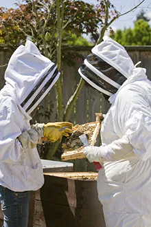 Full Prints: Seattle, Washington State, USA. Two beekeepers checking the health of the honey in a frame