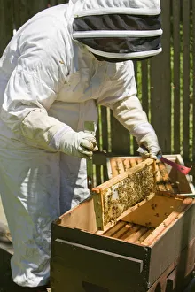 Images Dated 17th February 2019: Seattle, Washington State, USA. Female beekeeper inserting a frame covered with honeybees