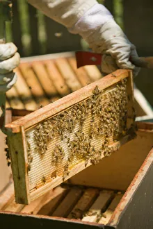 Seattle, Washington State, USA. Female beekeeper inserting a frame covered with honeybees