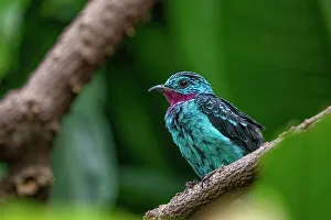 Oviparous Prints: Seattle, Washington State, USA
