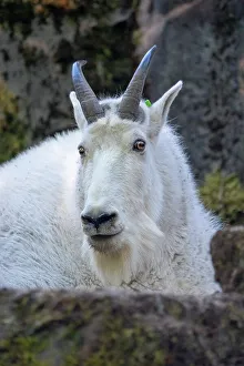 Eye Contact Prints: Seattle, Washington State, USA. Portrait of a mountain goat in a rocky area