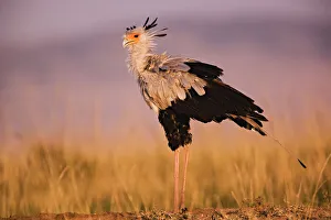 Images Dated 18th July 2005: Secretary Bird, Sagittarius serpentarius, Masai Mara, Kenya