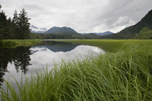 Images Dated 9th August 2007: Sedge Grass Meadow, Pavlof Harbor, Chichagof Island, Alaska
