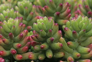 Sonora Prints: Sedum plant, Arizona-Sonora Desert Museum, Tucson, Arizona, United States