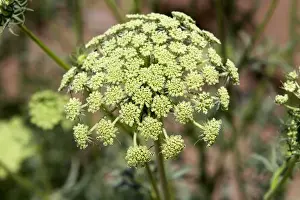 Carrot Prints: The seed head of a female carrot plant in Canyon County, Idaho