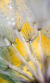 Images Dated 17th July 2005: Seedhead with Raindrops. Credit as: Nancy Rotenberg / Jaynes Gallery / DanitaDelimont