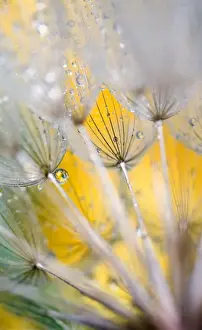 Lacy Prints: Seedhead with Raindrops. Credit as: Nancy Rotenberg / Jaynes Gallery / DanitaDelimont
