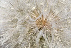 Seed Prints: Seedhead of yellow salsify, Eastern Washington