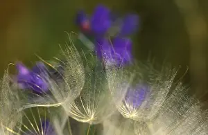 Blowing Prints: Seedheads blowing in the garden