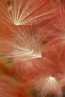 Dancing Prints: Seedheads Flying in Fall. Credit as: Nancy Rotenberg / Jaynes Gallery / DanitaDelimont