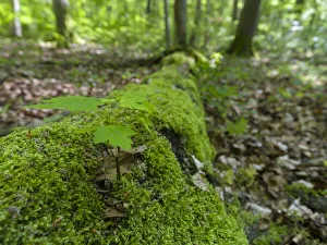 Seedling on deadwood. The Thuringian Forest Nature Park Seedling on deadwood. The Thuringian Forest Nature Park