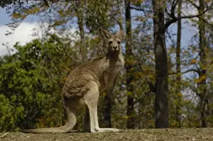 Queens Land Prints: Most often seen in Australia, Eastern Grey Kangaroo (Macropus giganteus), and captive