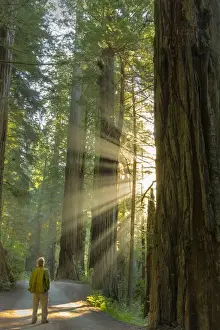 Crescent City Prints: Self portrait in god rays among giant redwood trees in Jebediah, Smith State Park