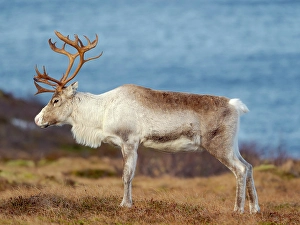 Lapland Prints: Semi-domesticated reindeer, female