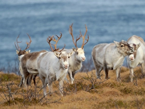 Lapland Prints: Semi-domesticated reindeer on the island Senja near Mefjordvaer during late winter. Norway