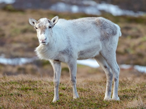 Lapland Prints: Semi-domesticated reindeer on the island Senja near Mefjordvaer during late winter. Norway